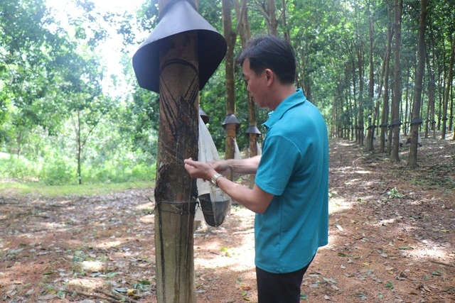 Cao su Sa Thầy - khởi nguồn phát triển bền vững từ rừng xanh Tây nguyên 
